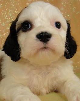 white cockapoo puppy