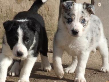 white collie puppy