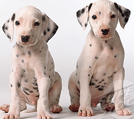 white dalmatian puppies