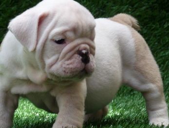 white english bulldog puppy