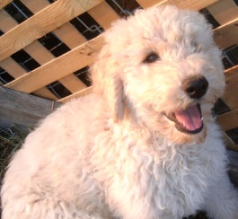 white goldendoodle puppy