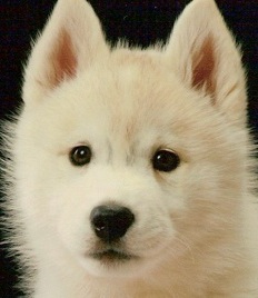 white husky puppy