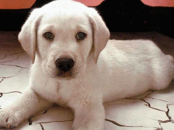 white lab puppy