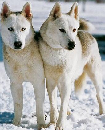 White Siberian Huskies