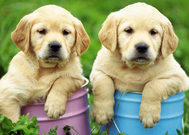 yellow labrador puppies