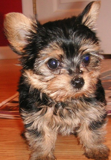 akc yorkshire terrier puppy