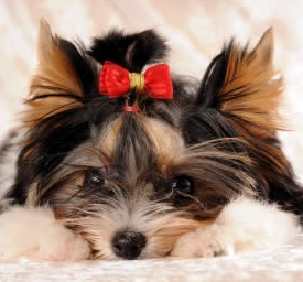 female yorkie puppy