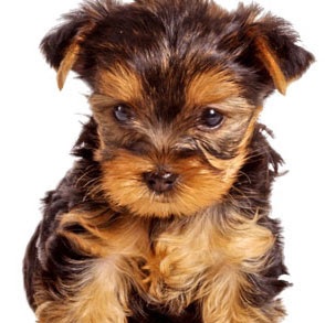male yorkshire terrier puppy