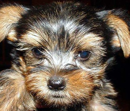 yorkie puppies