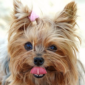 yorkie puppy