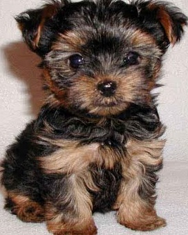 yorkshire terrier puppy